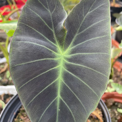 Colocasia coal miner