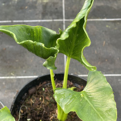 Alocasia triangularis