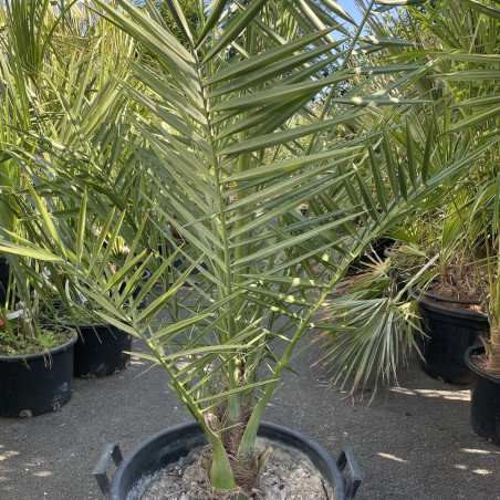 Phoenix dactylifera var. iberica