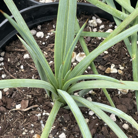 Agave tenuifolia blue