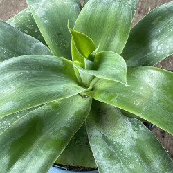 Agave attenuata blue Olivia