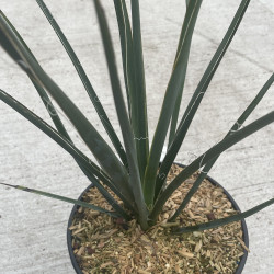 Hesperaloe parviflora yellow sun