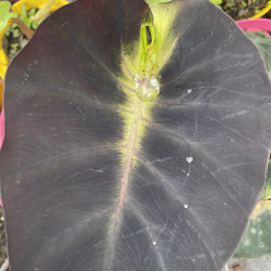 Colocasia tropical storm