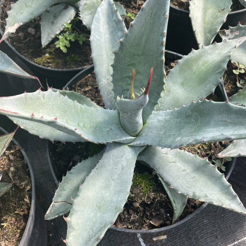 Agave americana talisman blue