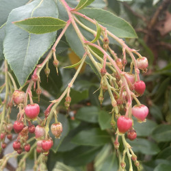 Arbutus andrachne