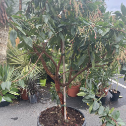 Arbutus andrachne 30 l