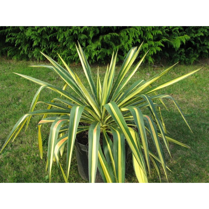 Yucca golden sword