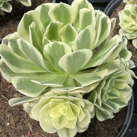 Aeonium green medusa