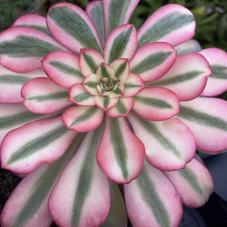 Aeonium medusa (feuillage d'hiver)