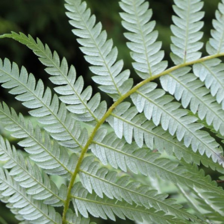 Cyathea dealbata feuilles