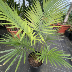 Cycas petraea