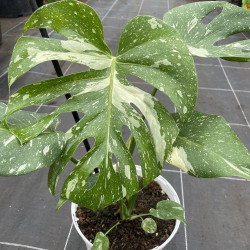 Monstera Thai constellation 3 litres