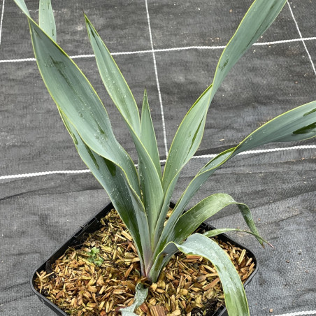 Yucca pallida blue powder