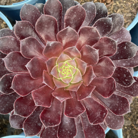 Aeonium tip top