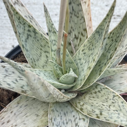 Aloe Doran black