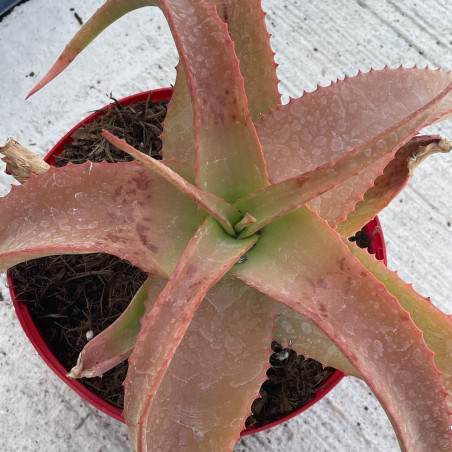 Aloe vanbalenii