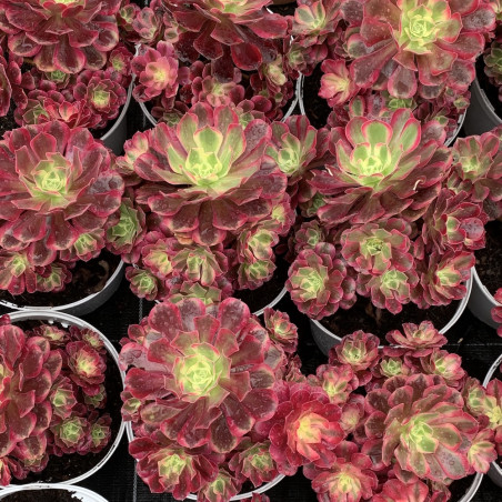 Aeonium medusa (feuillage d'été)