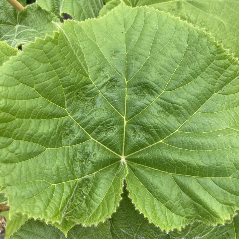 Paulownia tomentosa Hulsdonk