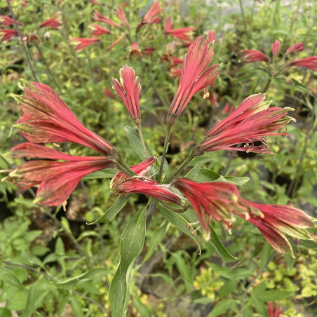 Alstroemeria psittacina