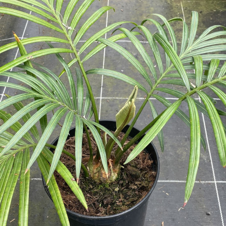 Cycas seemanii