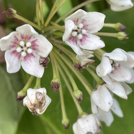 Wattakaka sinensis