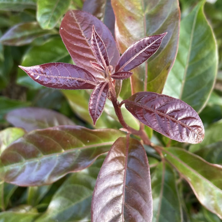 Huodendron biaristatum