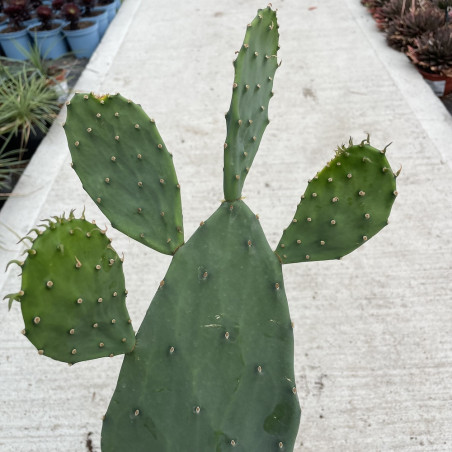 Opuntia cacanapa ellisiana Fort Alamo