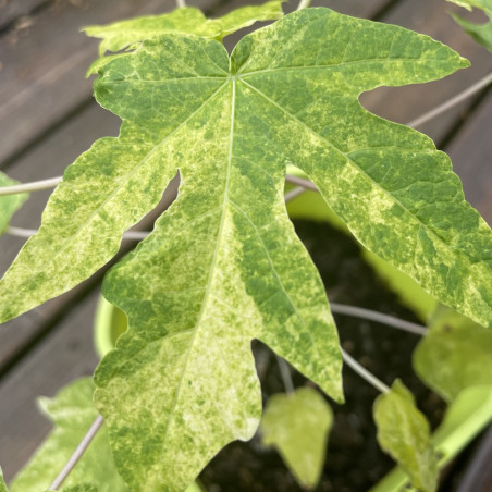 Carica papaya variegata