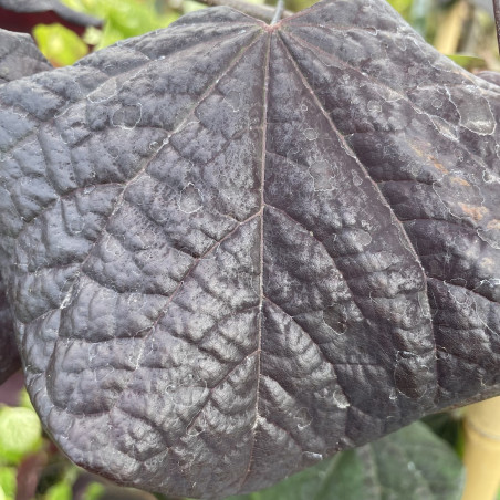 Cercis canadensis black pearl