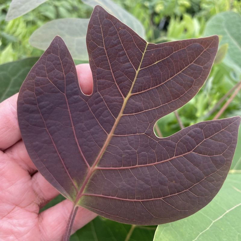 Liriodendron chinense