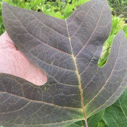 Liriodendron chinense