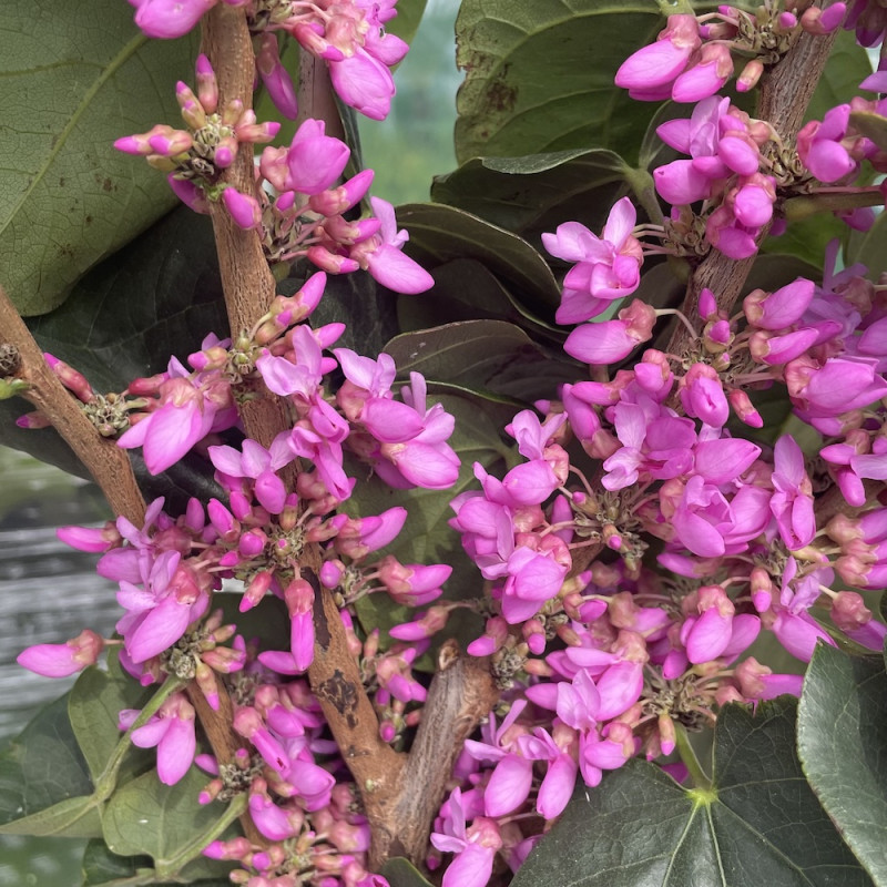 Cercis chinensis Kay's early hope Cercis chinensis Kay's early hope