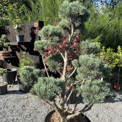 Pinus sylvestris watereri