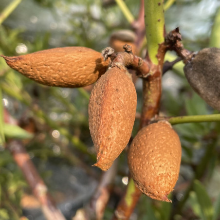 Prunus dulcis Lauranne®, amandier