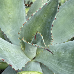 Agave cupreata