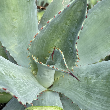 Agave cupreata