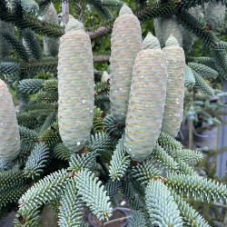 Abies pinsapo glauca