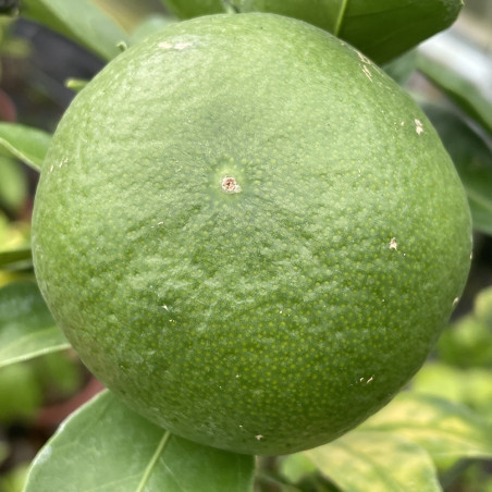 Citrus satsuma silverlhai