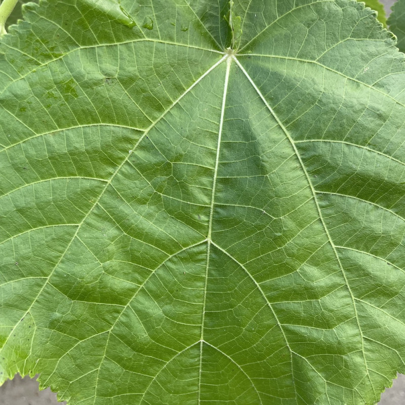 Entelea arborescens, arbre à liège de Nouvelle-Zélande