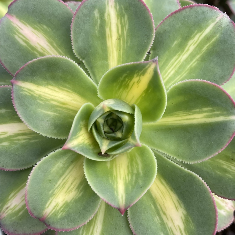 Aeonium moonburst