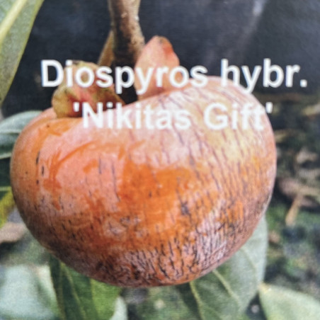 Diospyros kaki Nikita's gift