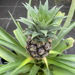 Ananas MD2 (sweet)