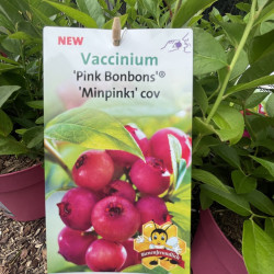 Vaccinium pink bonbons®