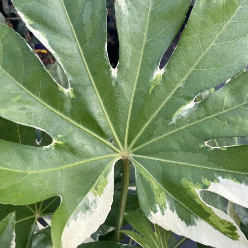 Fatsia japonica variegata arctic jungle®