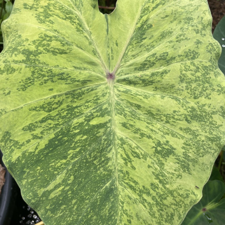 Colocasia midori sour