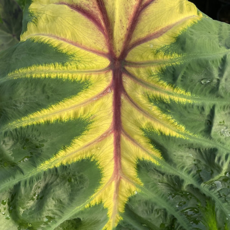 Colocasia sunshine day