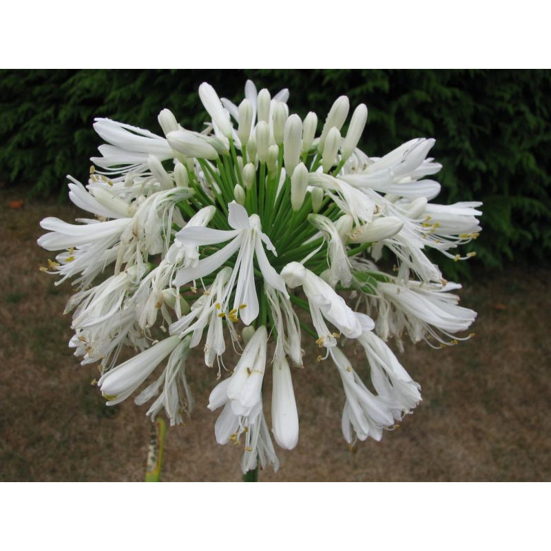 Agapanthe alba géante fleur