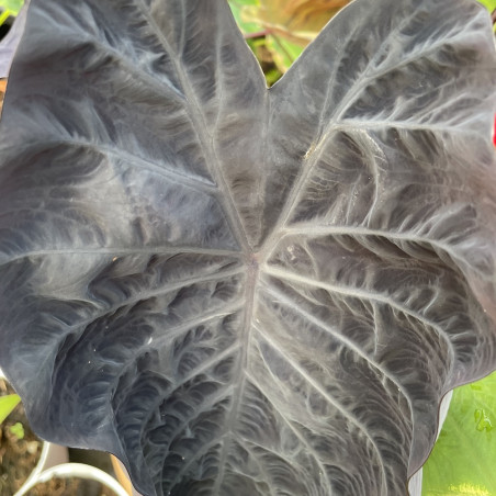 Colocasia phantom