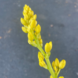 Hesperaloe parviflora yellow sun