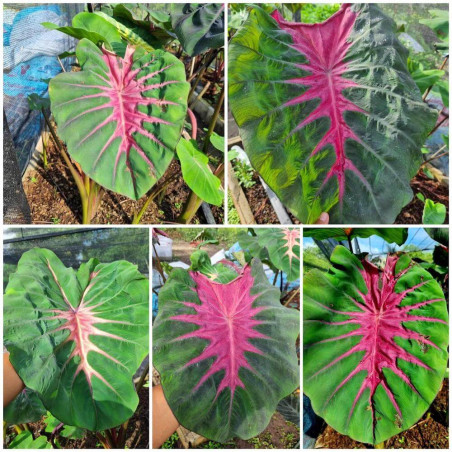 Colocasia Siam pink